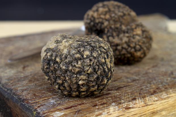 Istrian tryffelit